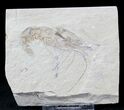 Cretaceous Fossil Shrimp Carpopenaeus - Lebanon #20898-1
